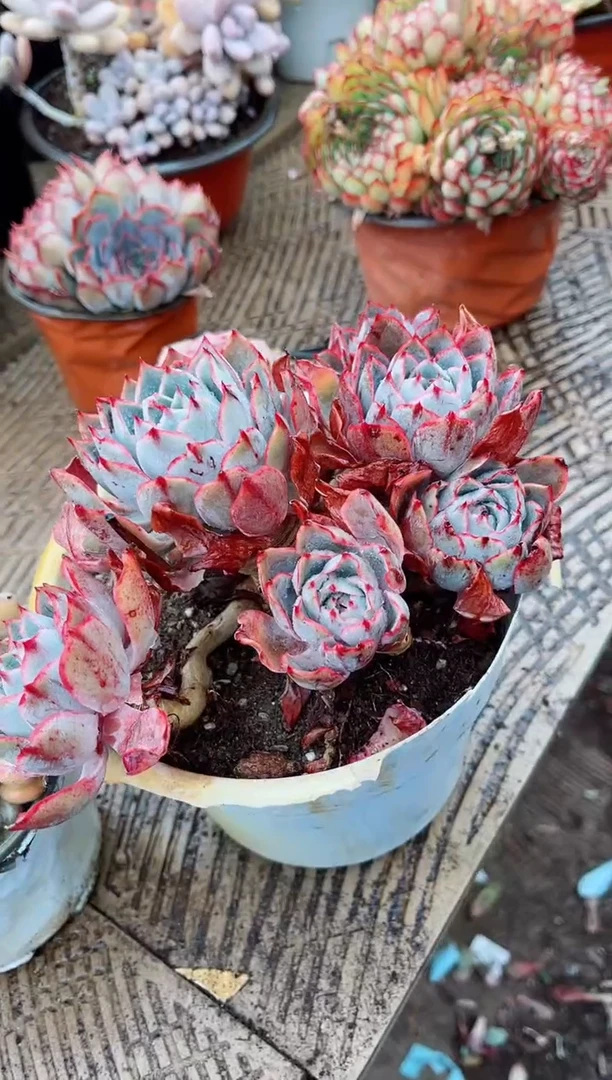 【闪购商品】03502