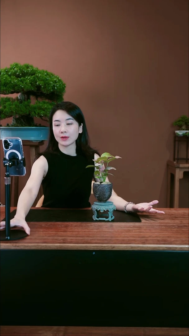 无花朵粉佳人盆景盆景盆景