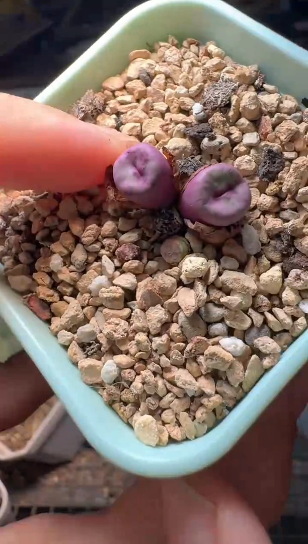11-309多肉植物肉锥