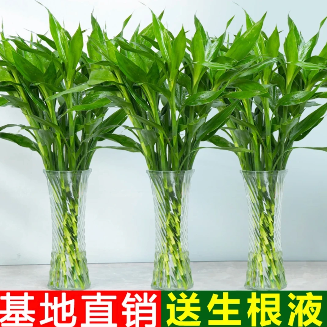 【带根发货】富贵竹发财花开富贵节节高水培懒人绿植办公居家好养植