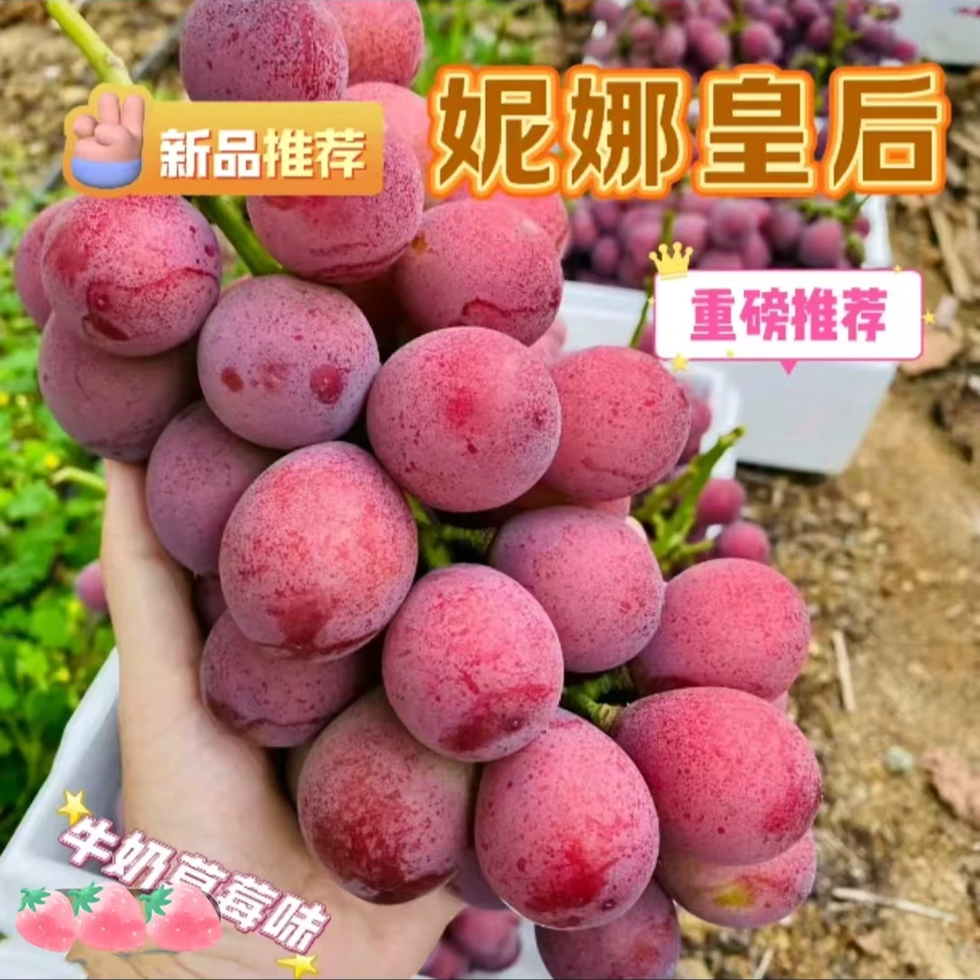 【二年苗】   抗寒品种 葡萄树苗
