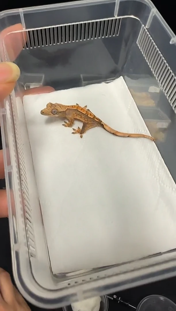 睫角守宫睫角守宫