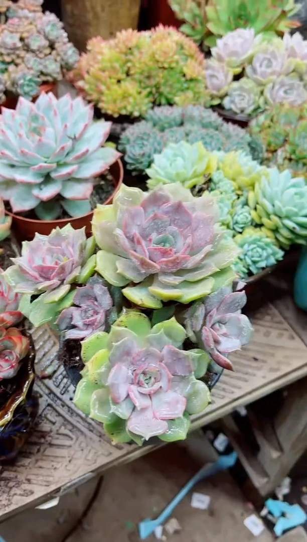 向**鹰03067多肉植物一物一拍