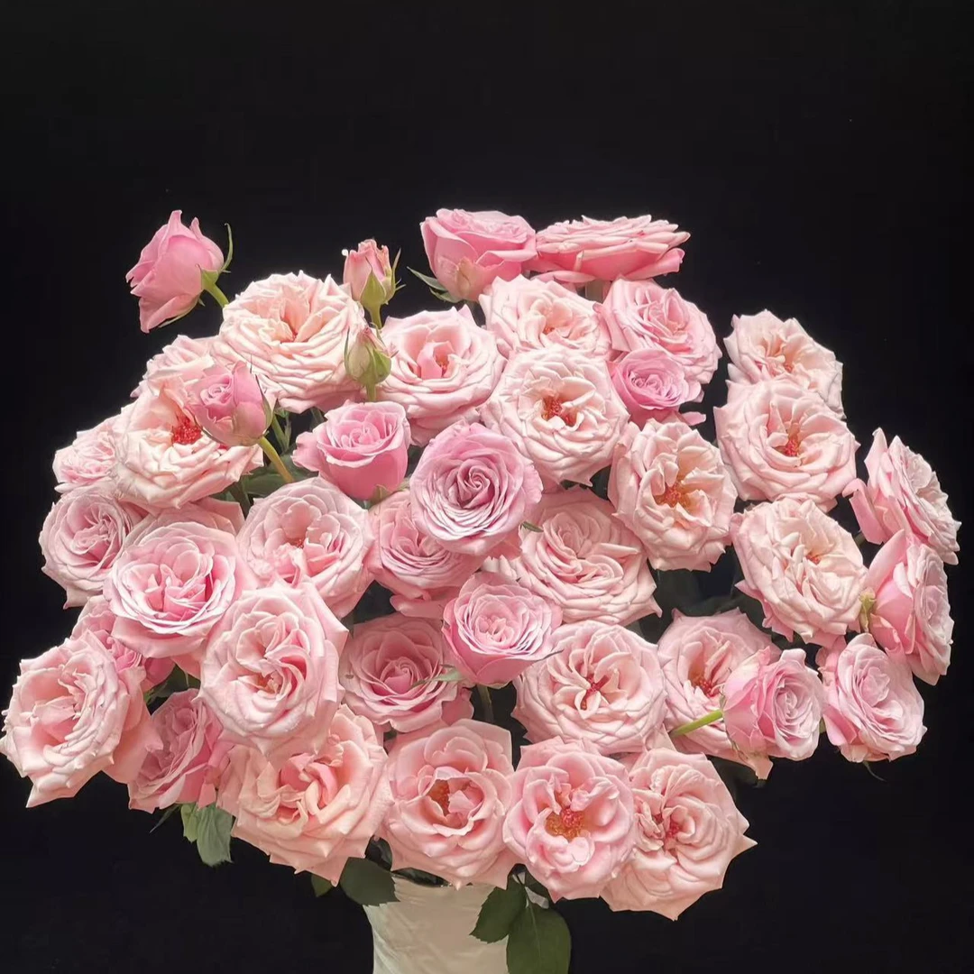 （牛牛甄选）AA级姆齐亚小姐多头玫瑰 云南基地现采现发 一单也包邮