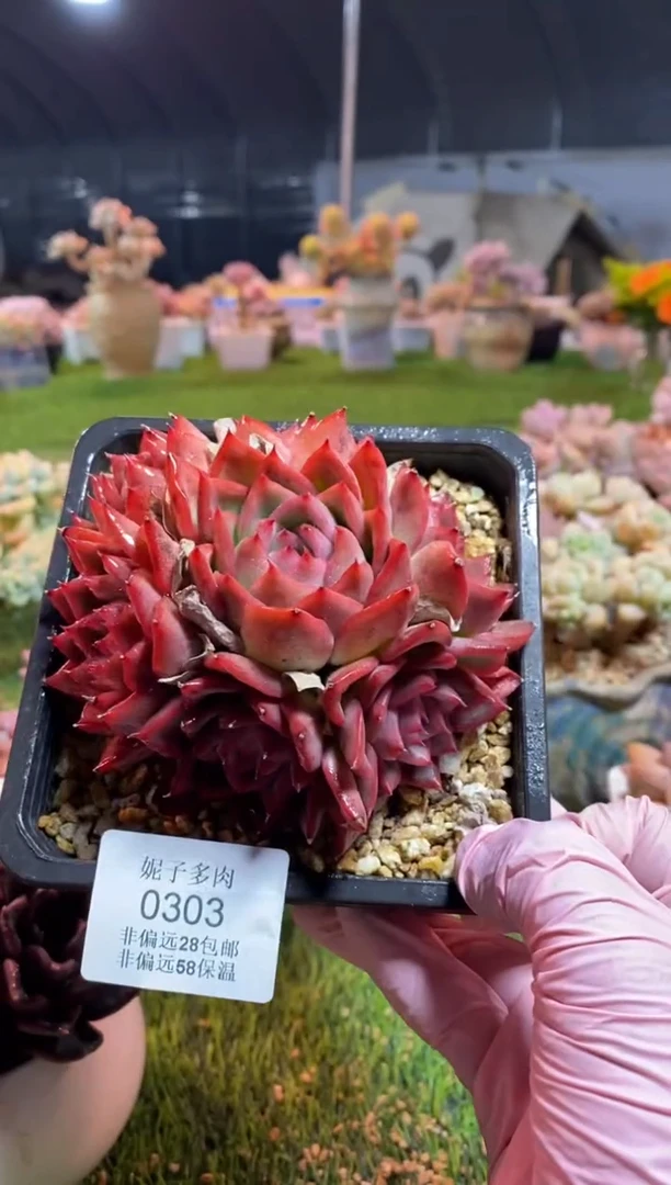 【闪购商品】0303a