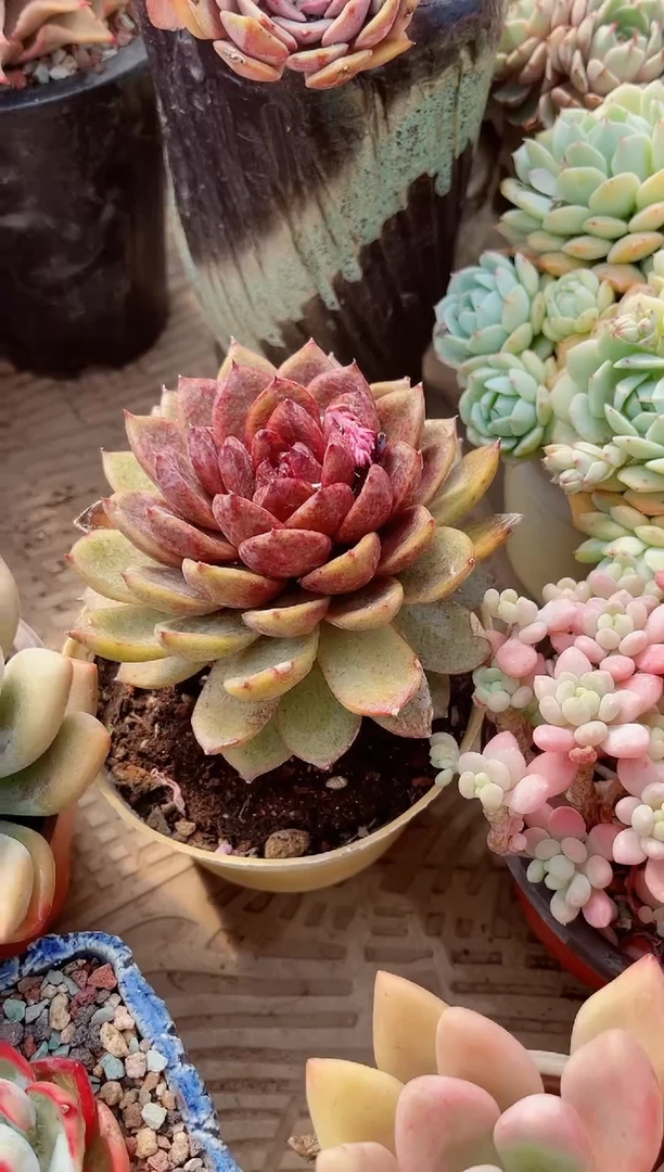 【闪购商品】19109