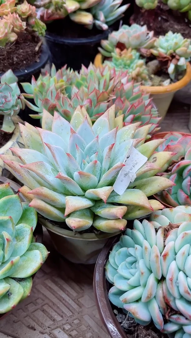 梦***憾23057多肉植物一物一拍