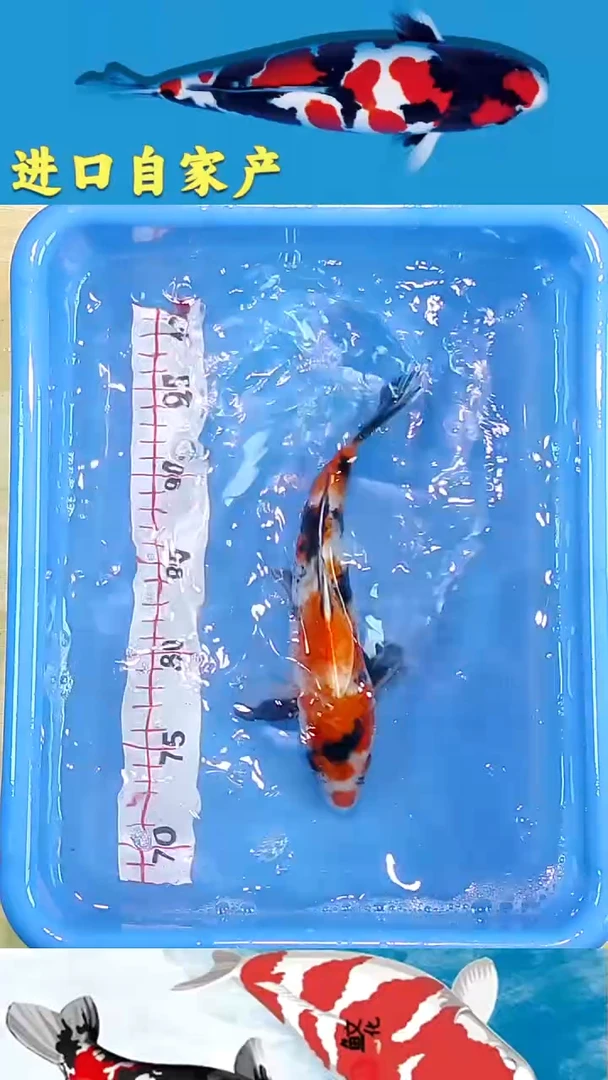 锦鲤2025/12/18悦鲤阁甄选锦鲤--38