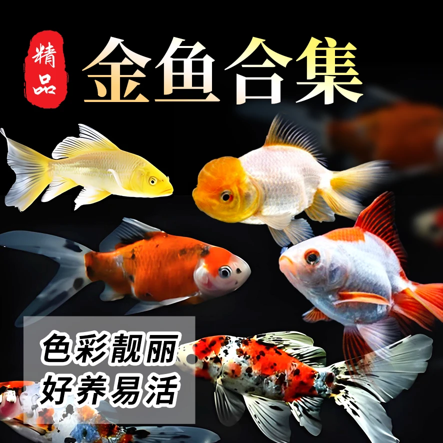 观赏金鱼活体活体鹤顶红单顶狮头元宝狮泰狮菠萝头鱼缸养淡水鱼