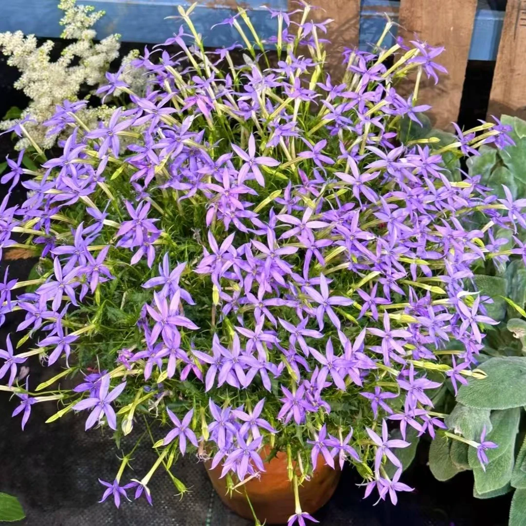 【流星花】非常好养活的灵动花花