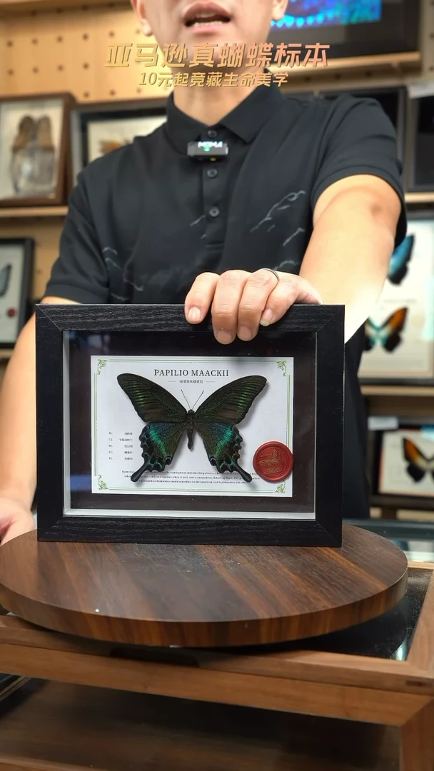 绿带翠凤蝶夏型8寸黑框国风版