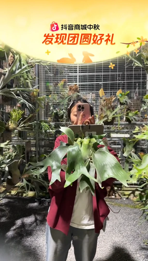 不开花植物L967-公牛侧芽