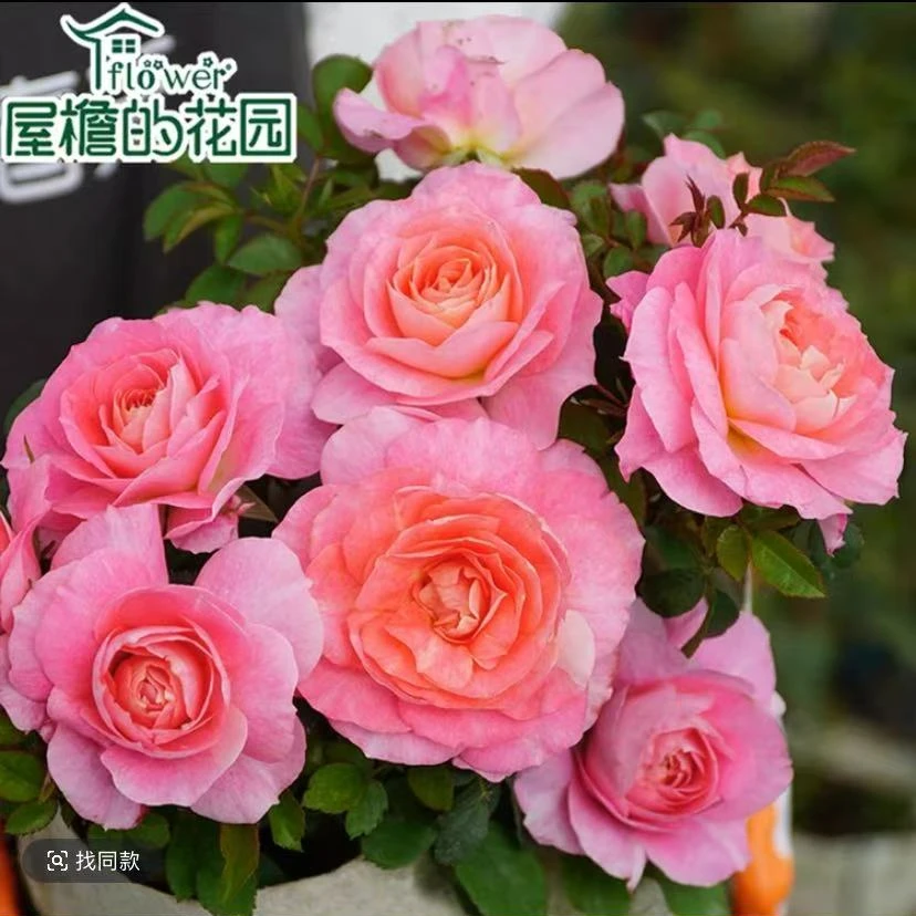 5加仑一物一拍孤品精选月季盆栽花苗阳台庭院月季花集合