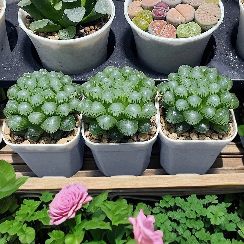 三颗糯姬玉露多肉植物室内阳台客厅小型盆栽带盆带土多肉植物