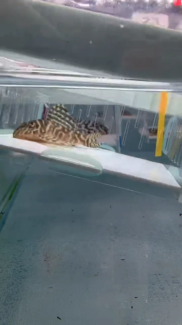 清道夫6+不包入缸损23