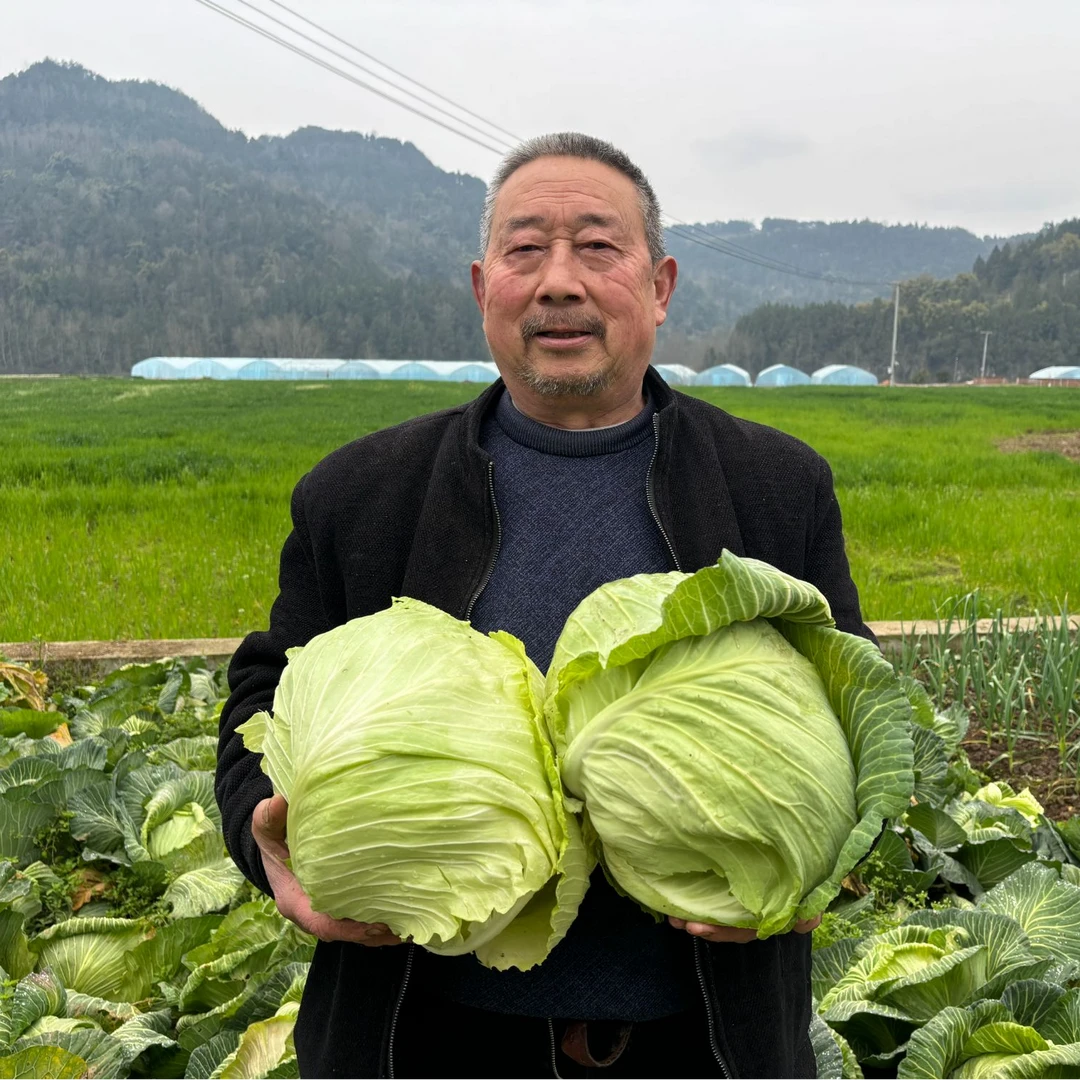 四川巴中农家包菜1个装 新鲜现摘发货