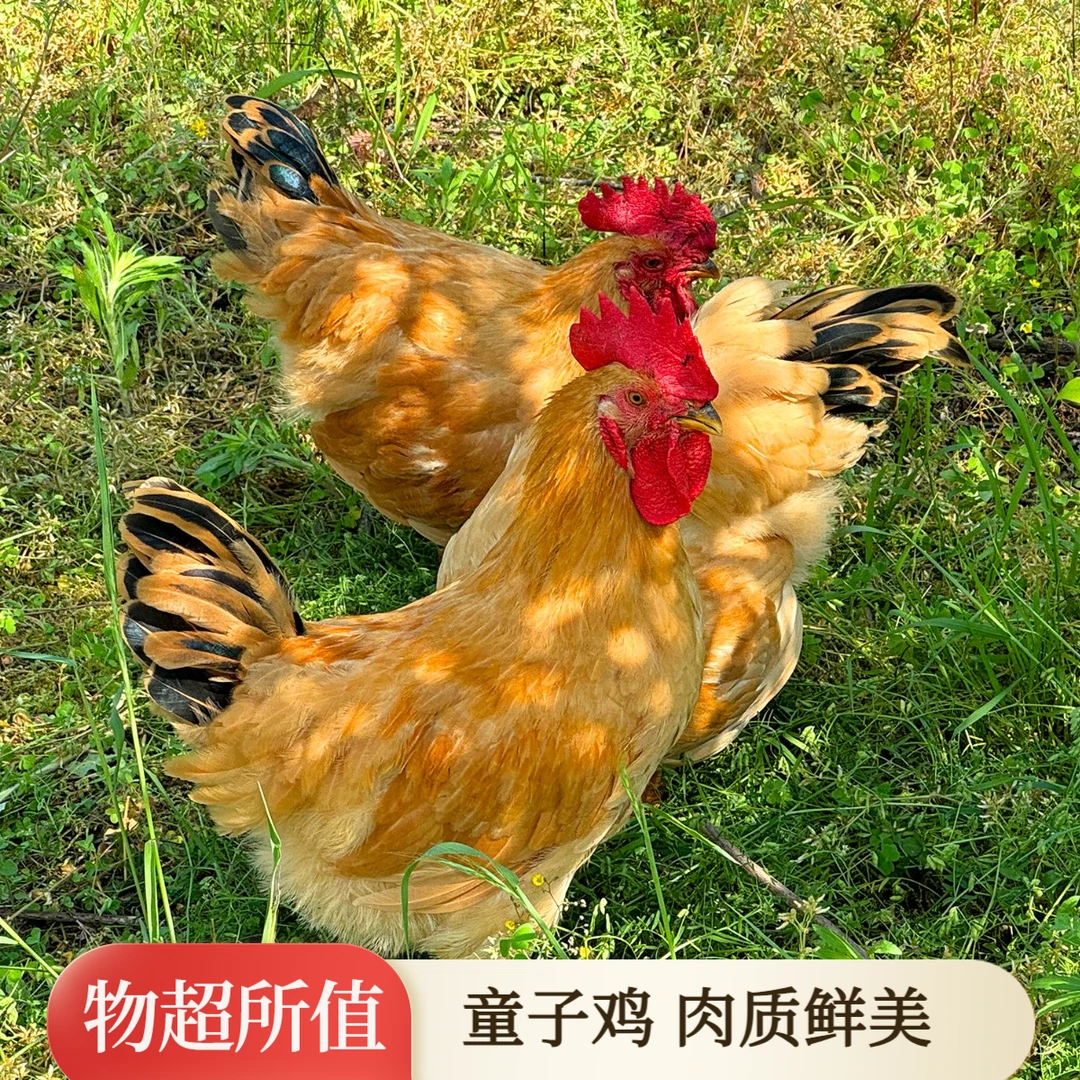 【买一只送一只】正宗散养土鸡童子鸡铜梁黑鸡净膛3.8-4斤跑山鸡