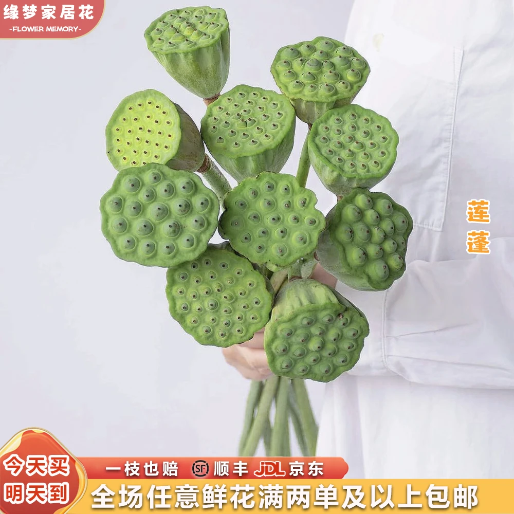 『好运连连 莲蓬3枝』 全场任意2单鲜花顺丰京东包邮 三单送玻璃花瓶 莲蓬直播次日达荷花同城配送