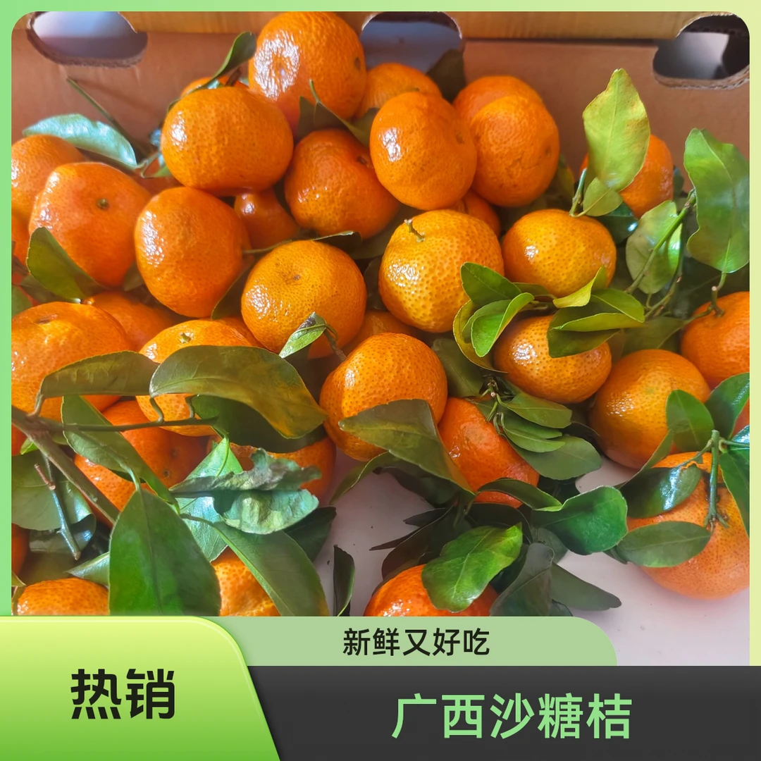【果蔬易购】广西桂林沙糖桔，纯甜多汁500g-1000g沙糖桔广西壮族自治区广西壮族自治区七台河市