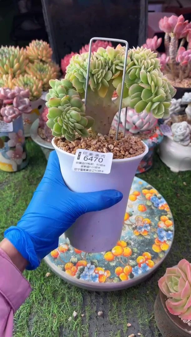 昆明印象多肉6470