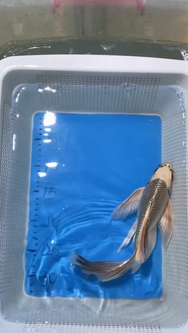 锦鲤锦鲤蝴蝶鲤鱼拍开箱视频包售后