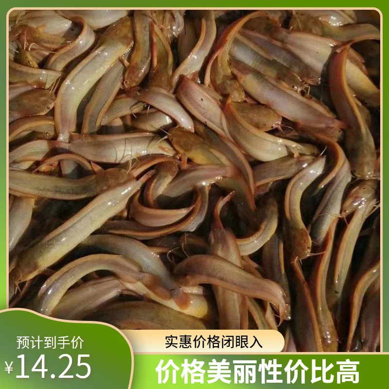 本地塘鲺苗 三黄塘鲺鱼苗 塘角鱼苗 胡子鲶鱼苗 八须胡子鲶