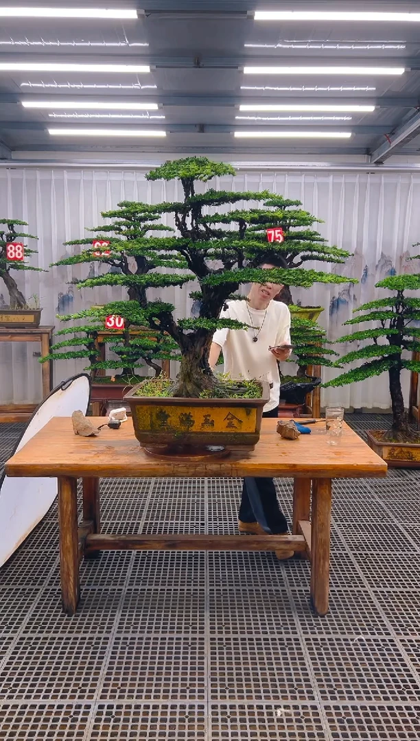 无花朵大**福精品盆景直播间一物一拍