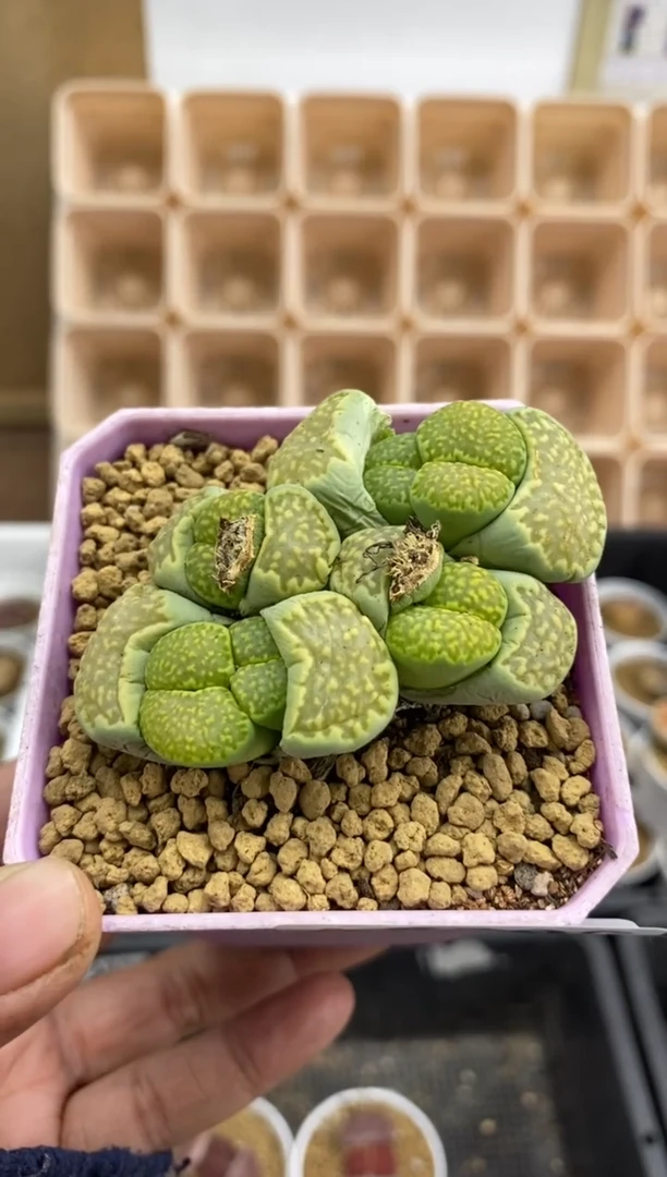 【闪购商品】5696直播一物一拍