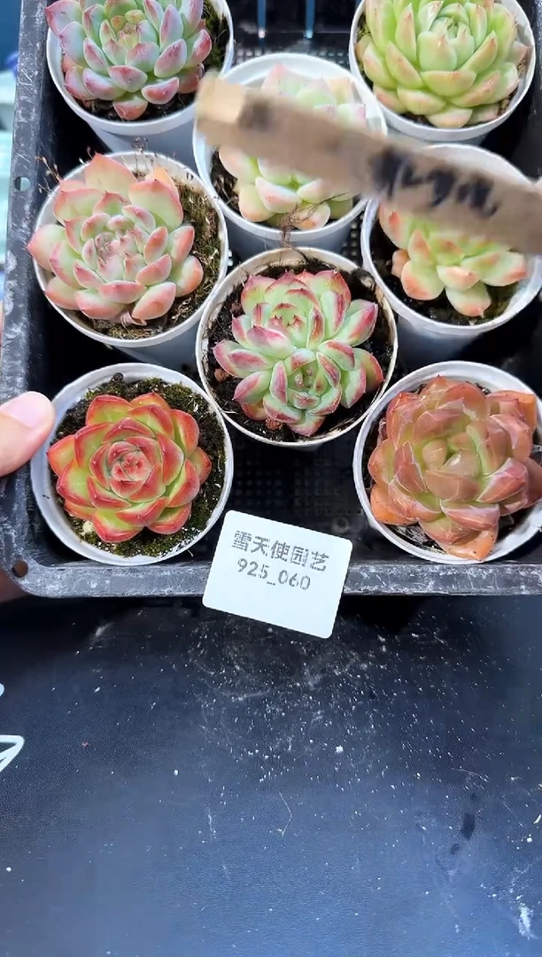 925-060多肉8颗