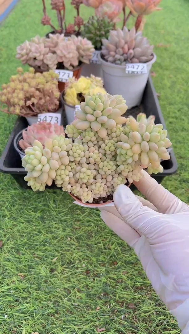 【闪购商品】信福多肉一物一拍