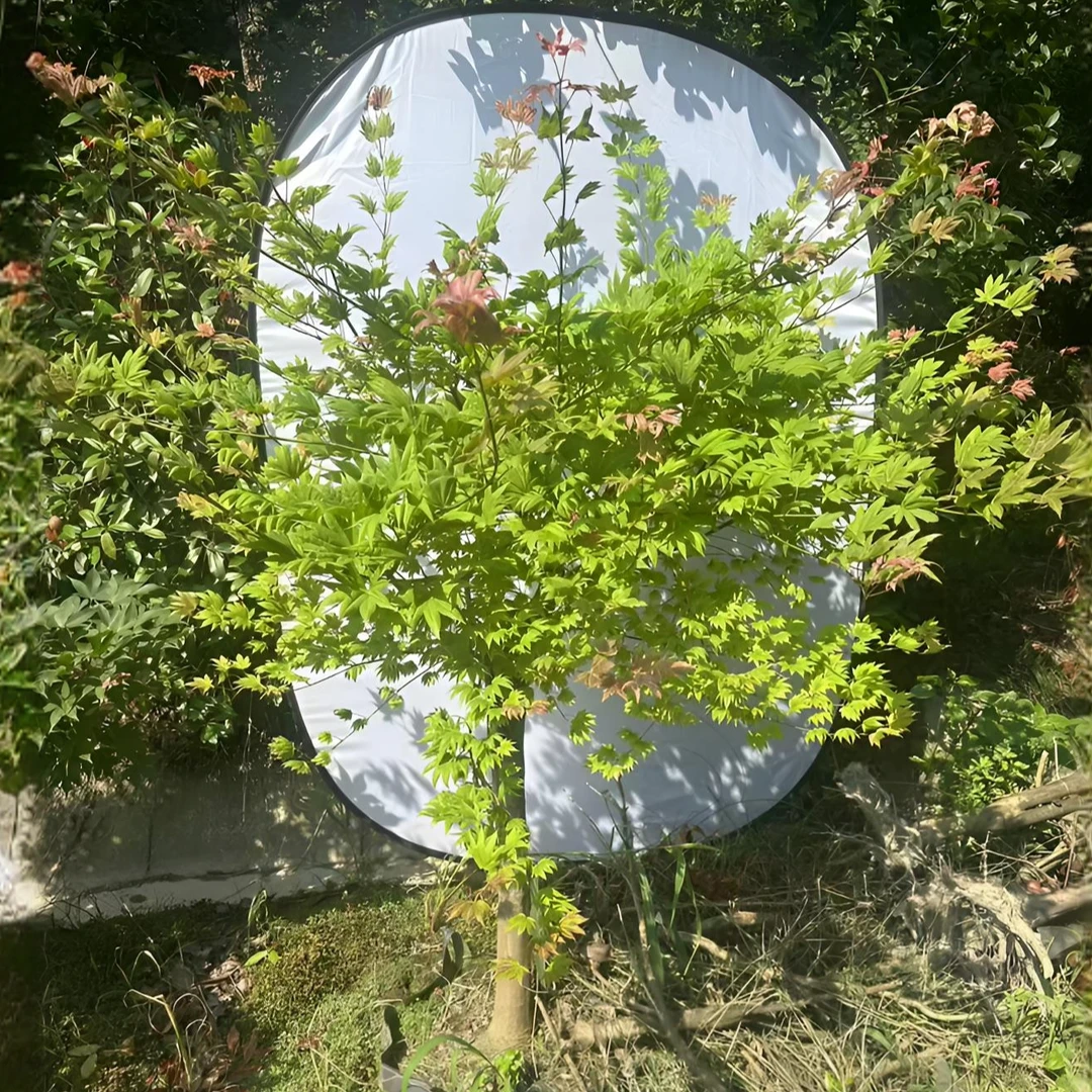 月升枫树 【一物一拍】所见即所得