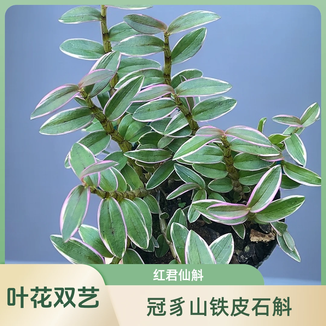 叶艺铁皮石斛盆景【红君仙斛】种植自然采摘养护选择高贵产品秋冬季