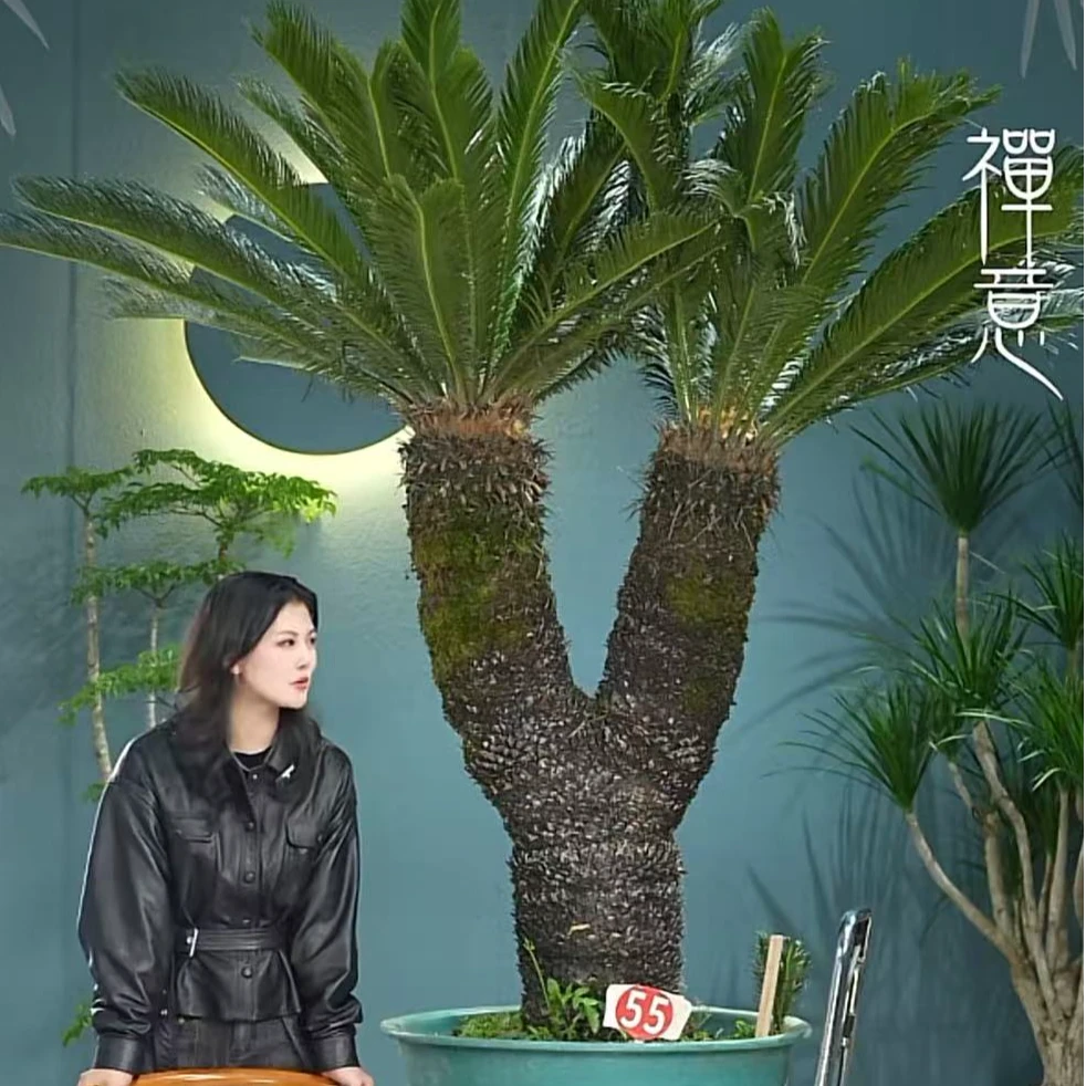 苏铁盆栽铁树客厅庭院除甲醛净空气盆景观叶植物