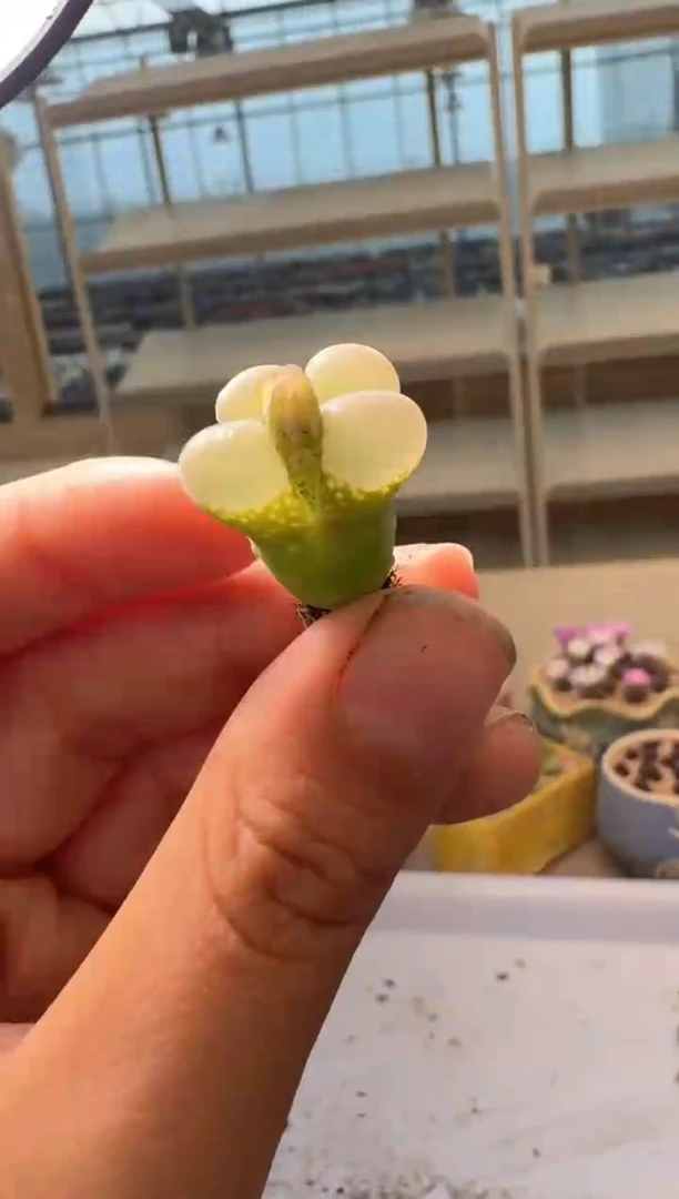28-249多肉植物肉锥粉芸台