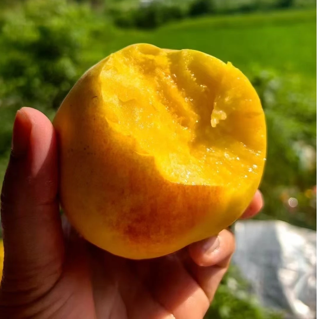 大田高山正宗新鲜多汁锦绣黄桃果园直采美味可口老少皆宜脆软