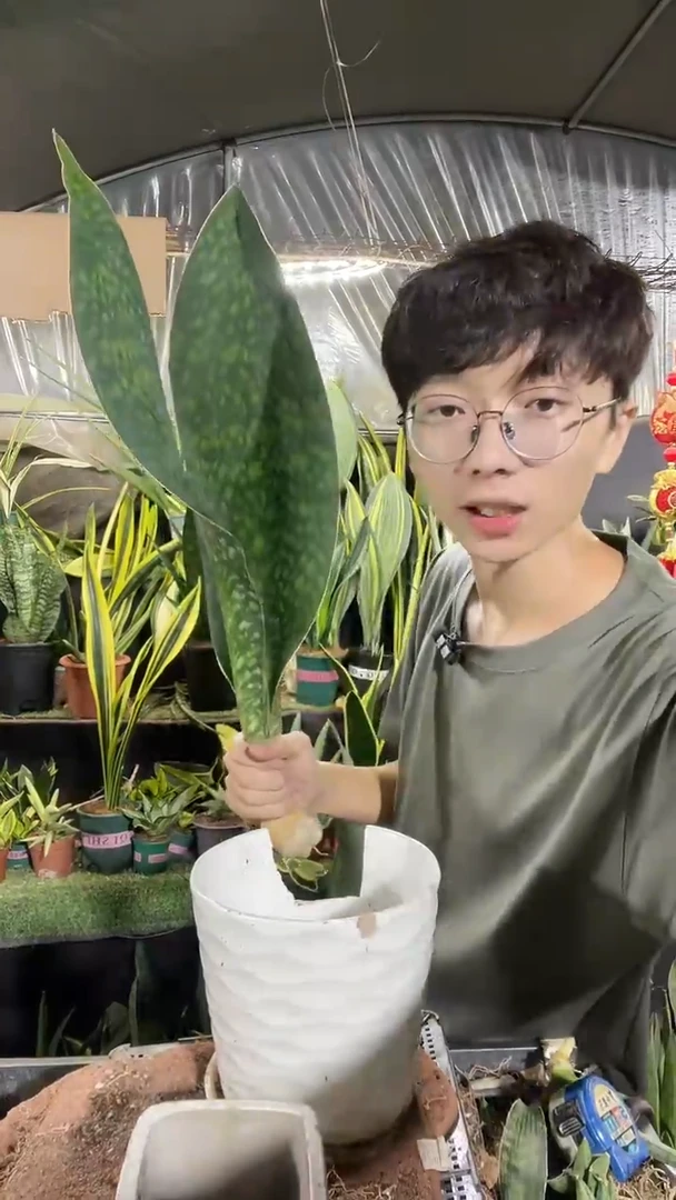 双叶翡翠宝镜40cm起19.8