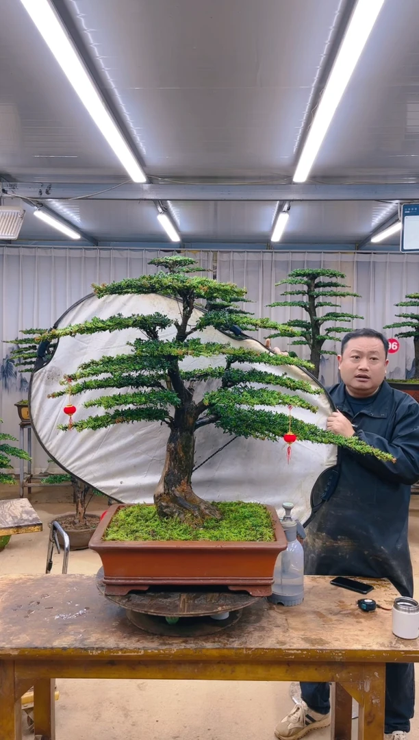 无花朵精品盆景 一物一拍