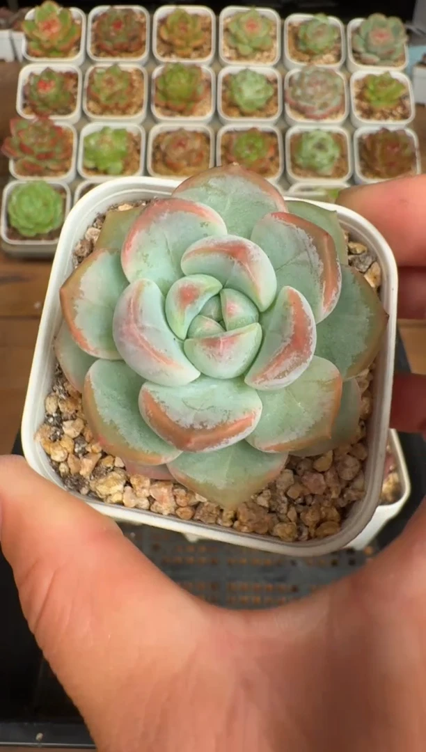 362a珍妮多肉(6.5cm杯）一物一拍 带盆土发