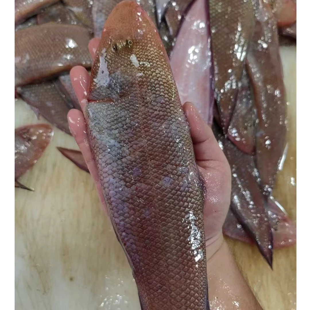 野生深海大号龙立鱼本港龙舌鱼