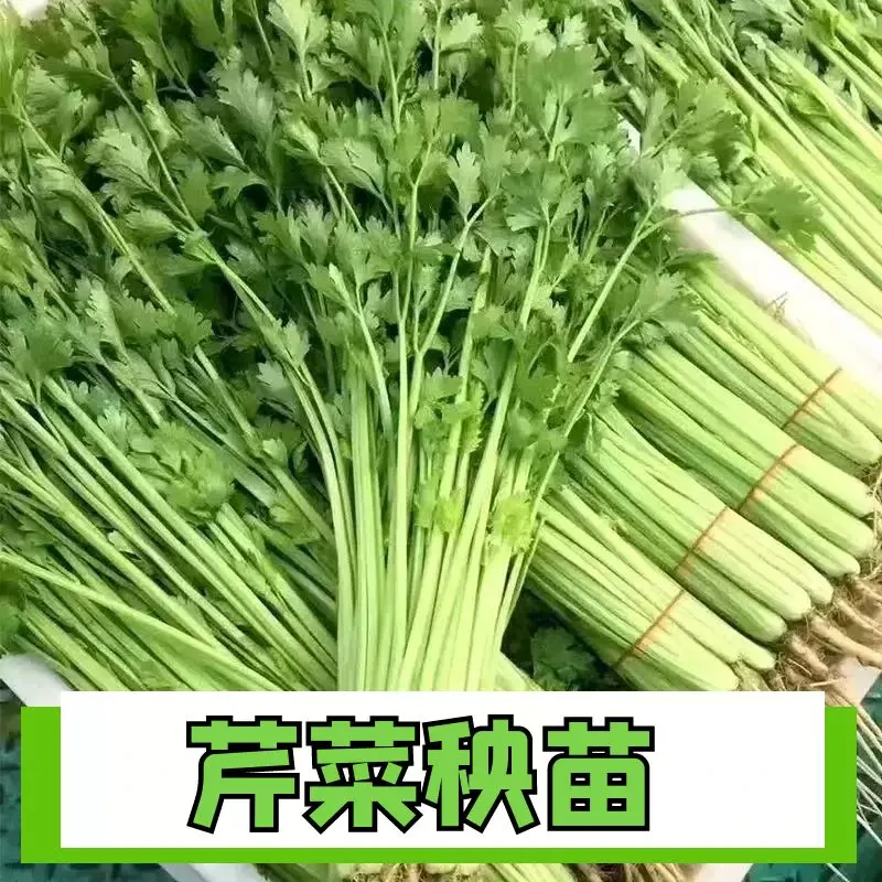 大连神农谷细嫩芹菜苗2斤京东送货上门