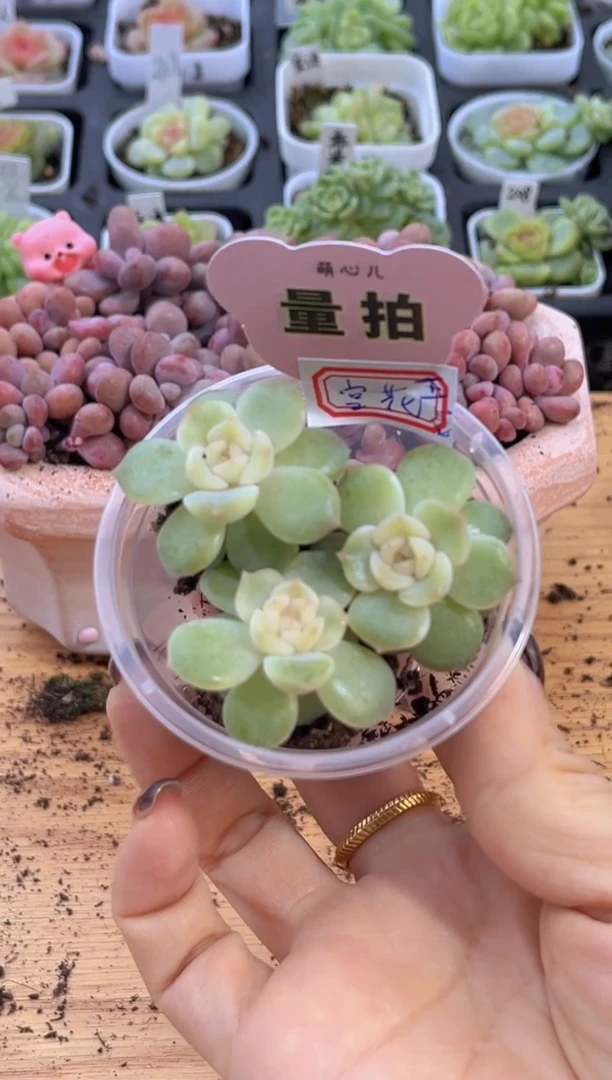 玉簪单双混 3颗量拍混发 满9.9包邮