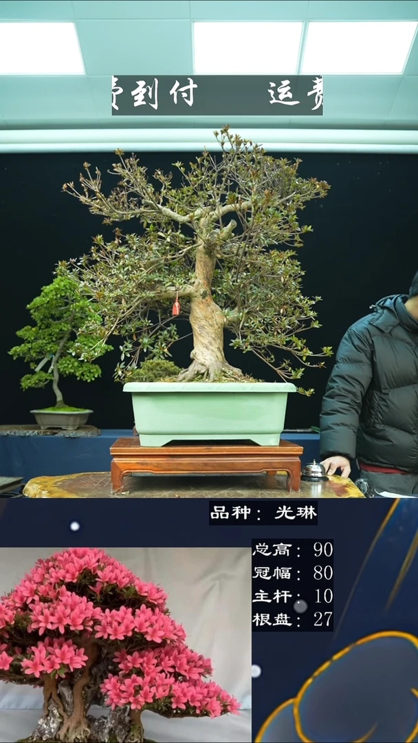 【闪购商品】无91507