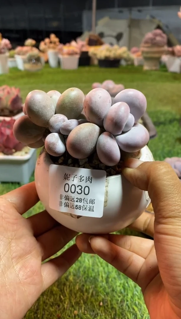 【闪购商品】0030a