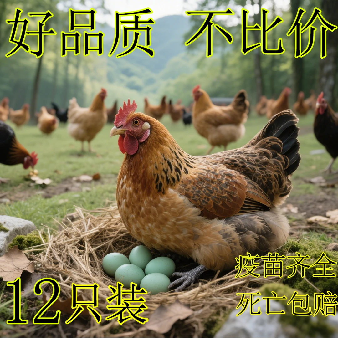 淮南草土鸡12只发货宠物鸡半斤左右发货绿壳蛋鸡顺丰包邮X