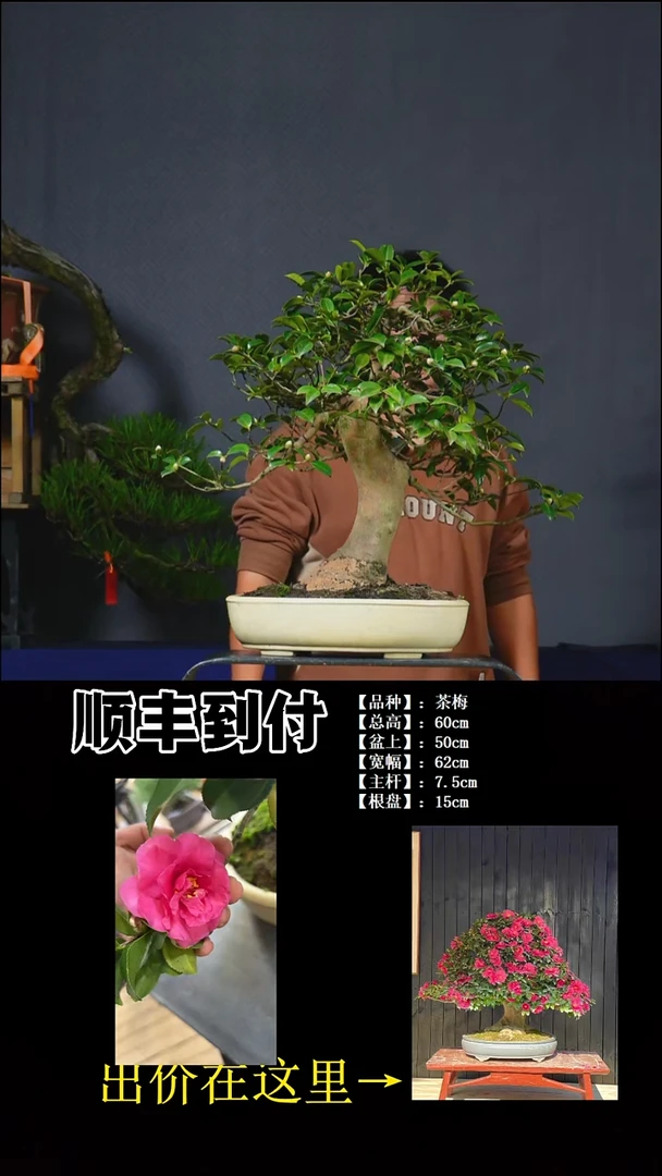 以实际为准茶梅buaboyou