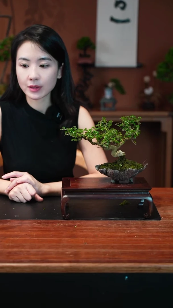 无花朵冬青盆景盆景盆景