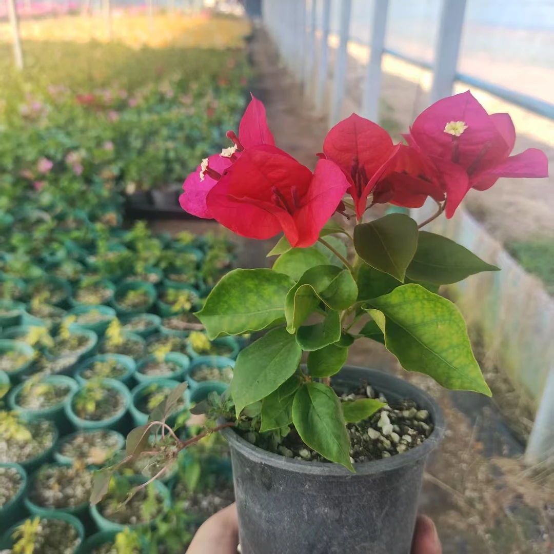 【中国红】三角梅牙签苗盆栽花卉 无售后客服不在线介意勿