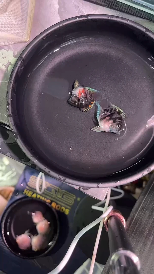 鹦鹉鱼242242424224