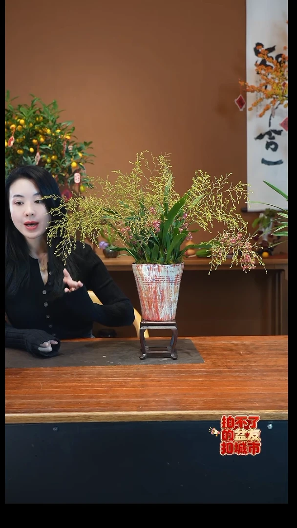 全部花朵红梦香盆景盆景