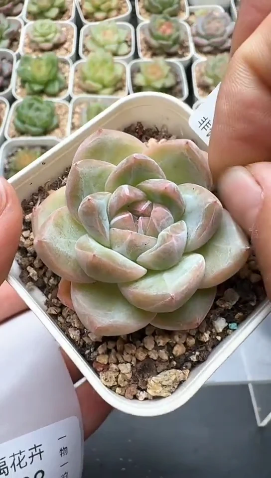 062F云禹多肉植物 默认脱土纸巾打包 3颗包邮